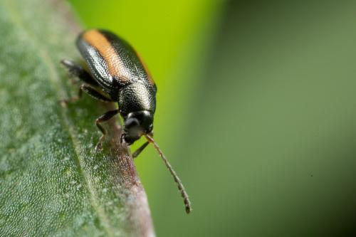 Réf. 247 489 : Phyllotreta vittula